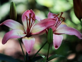 武进花卉销售与济南百合花卉批发市场的探索济南百合花卉市场怎么样