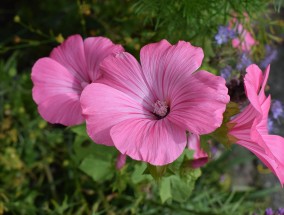 河南盆栽花卉基地，花卉静物调色与美丽邂逅河南 花卉